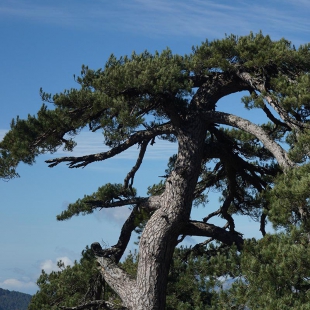 Pinus nigra ssp corsicus